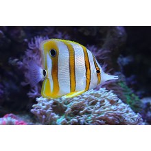 Chelmon Rostratus Copperband Butterflyfish